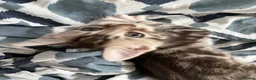 Bengal cats for sale: 🐾 Beautiful Bengal x Maine Coon Kittens 🐾 - Advert 27