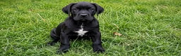 Cane Corso dogs for sale: 3 Cane Corso Puppies ready for their new home - Advert 14
