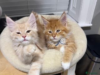 Maine Coon cats Beautiful friendly Maine Coon cross Kittens - Advert 10