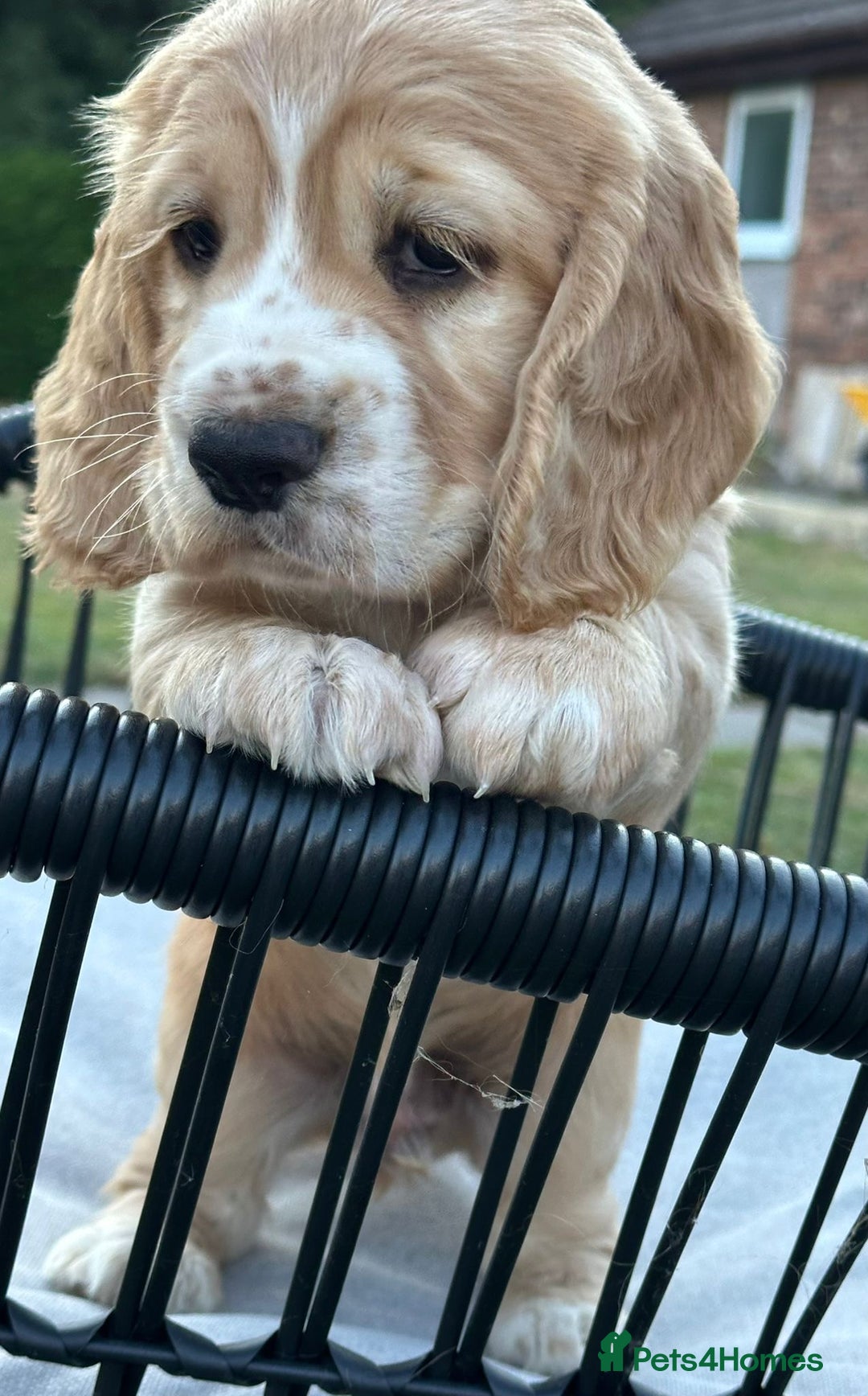 Cocker Spaniel dogs for sale: Working cocker spaniels  - Image 7