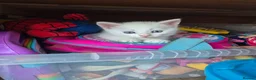 Mixed Breed cats for sale: 6 enjoyable kittens looking for forever home - Advert 3