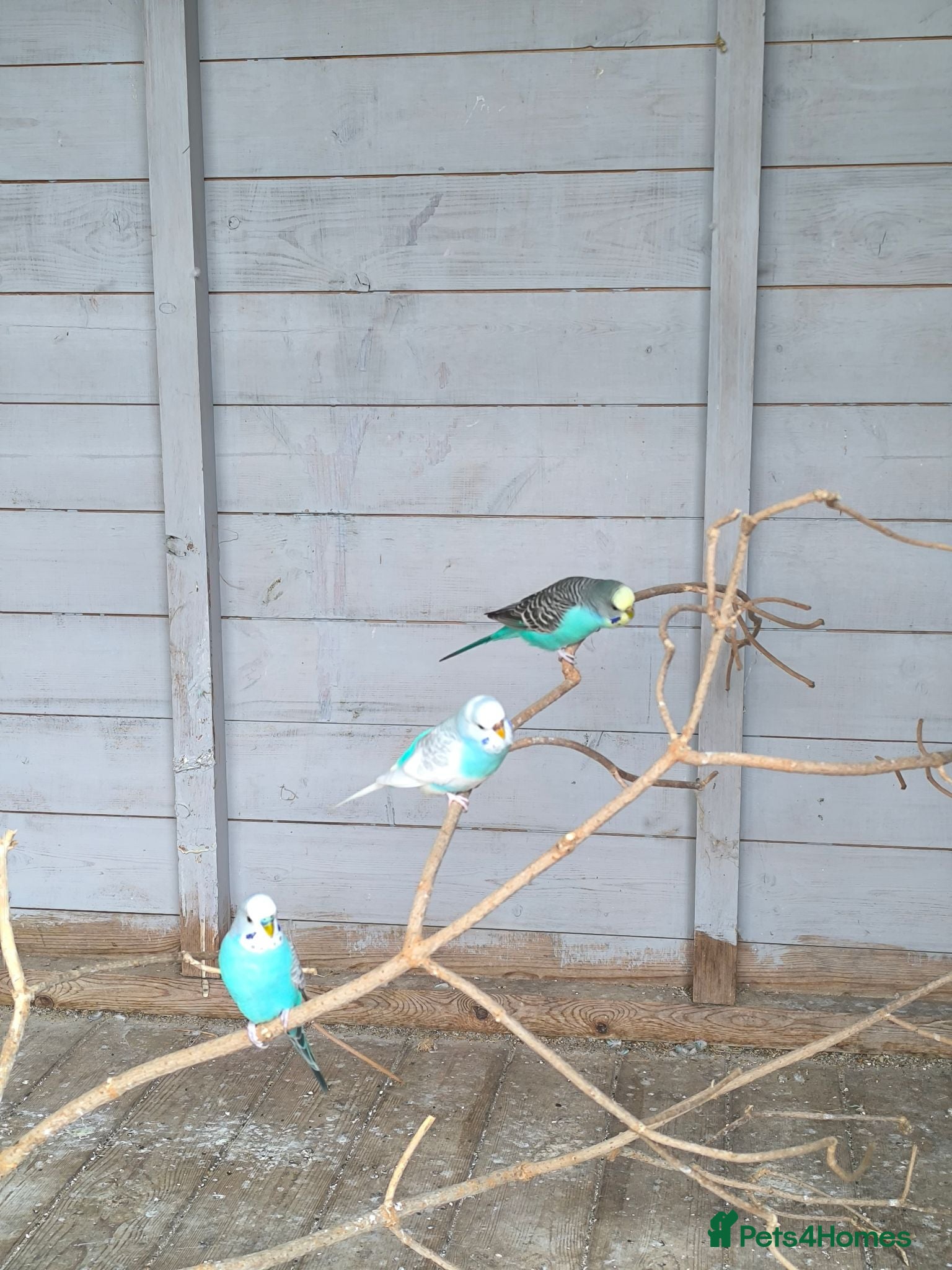 Budgerigars birds Budgies for sale  - Advert 1