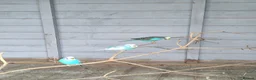 Budgerigars birds for sale: Budgies for sale  in Luton - Advert 1
