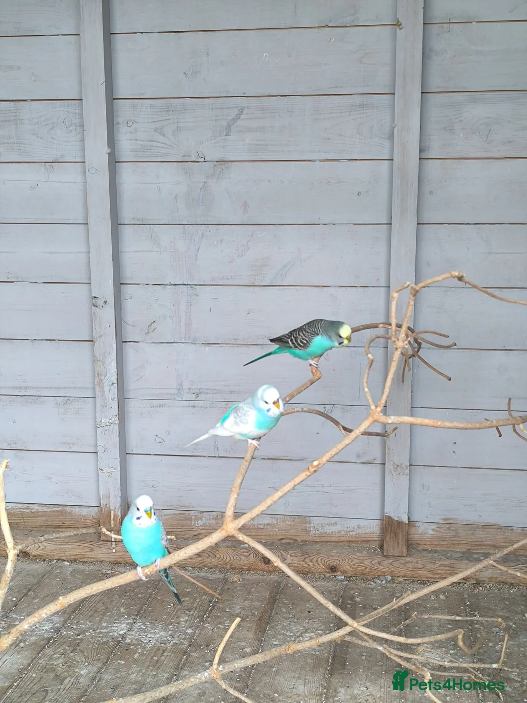Budgerigars birds for sale: Budgies for sale  in Luton - Advert 1