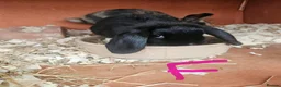 Mixed Breed rabbits for sale: Mini lop x american blue  - Advert 2