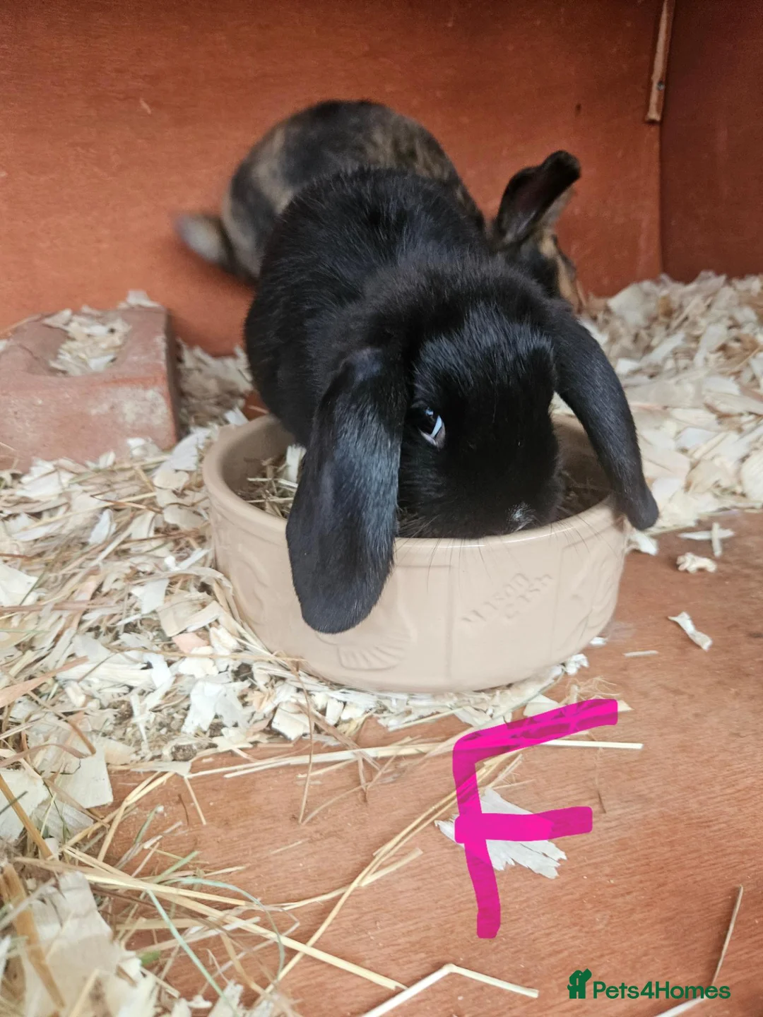 Mixed Breed rabbits for sale: Mini lop x american blue  - Advert 2