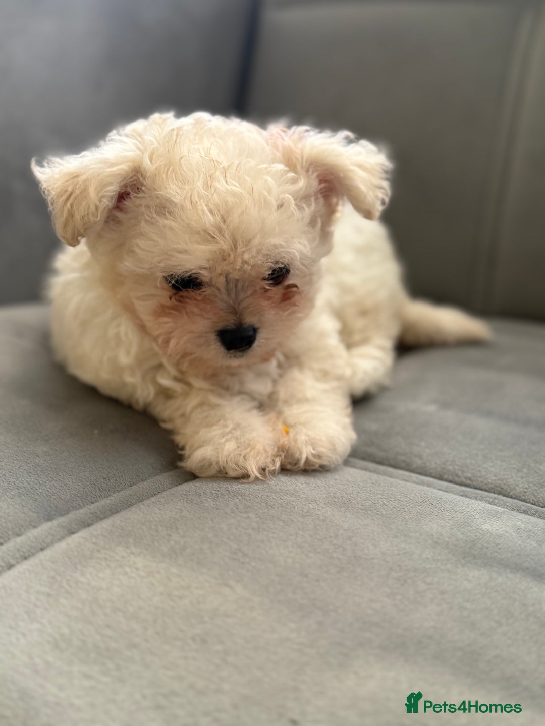 Mixed Breed dogs for sale: Adorable & Clever Chihuahua X Terrier Pup (Bobby) - Image 2