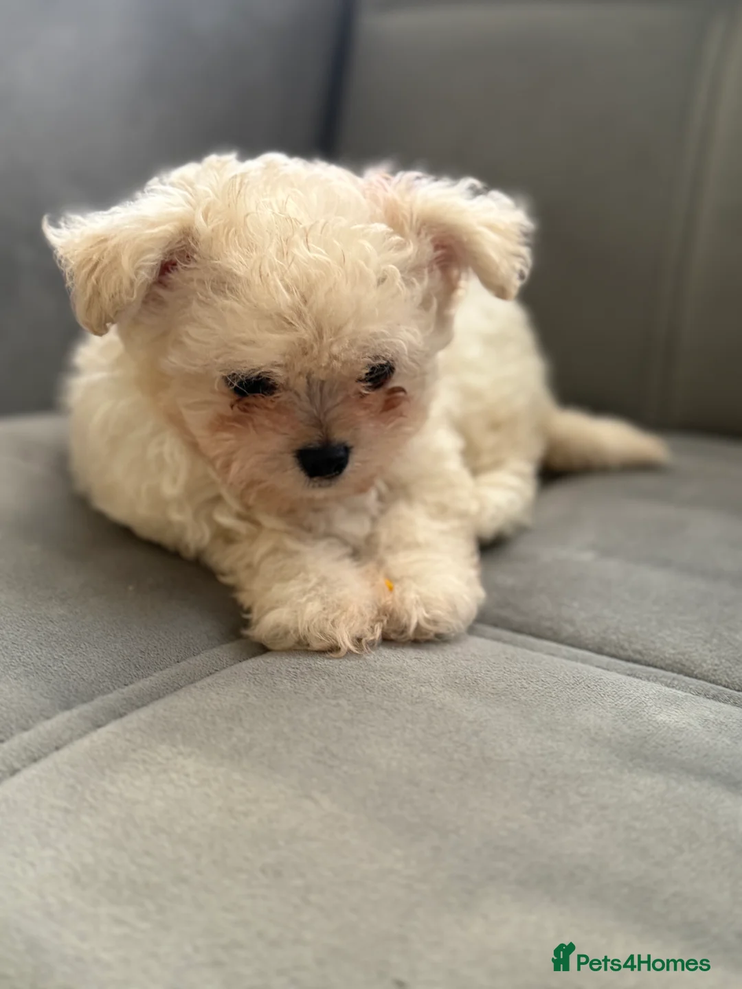 Mixed Breed dogs for sale: Adorable & Clever Chihuahua X Terrier Pup (Bobby) - Advert 2