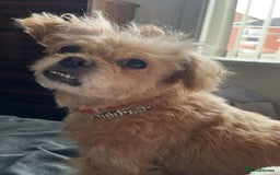 Malshi dogs for adoption: Meet beautiful BELLA ! She needs a new Loving Home - Image 2
