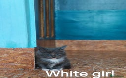Ragcoon cats for sale: Amazing ragcoon kittens looking for lovely home  - Image 14