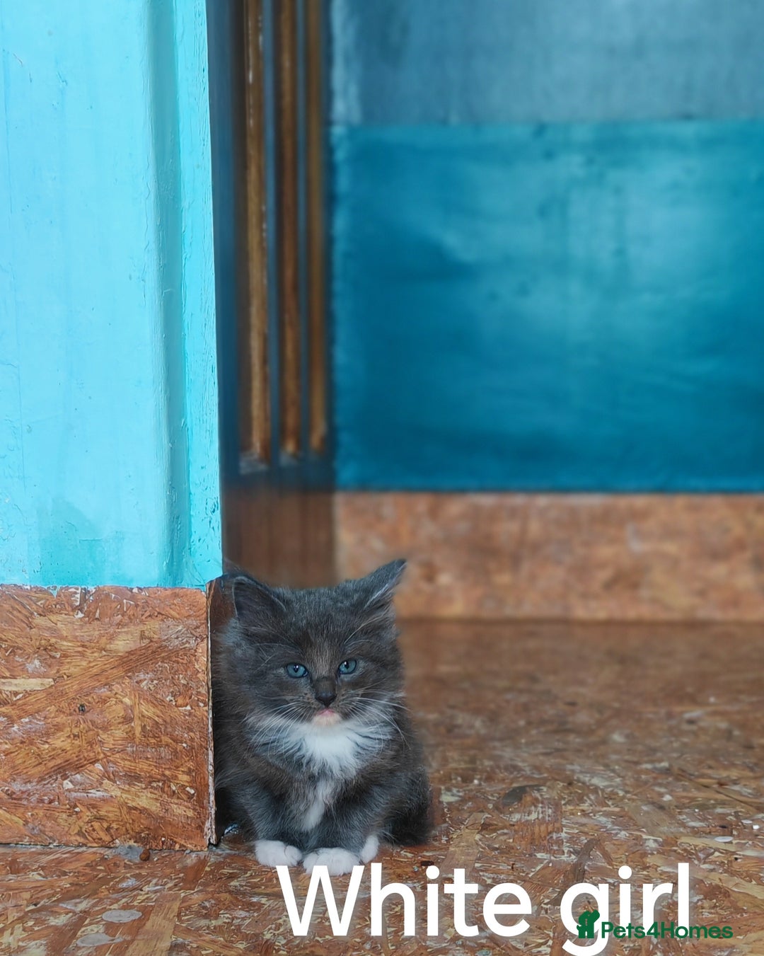 Ragcoon cats for sale: Amazing ragcoon kittens looking for lovely home  - Image 14