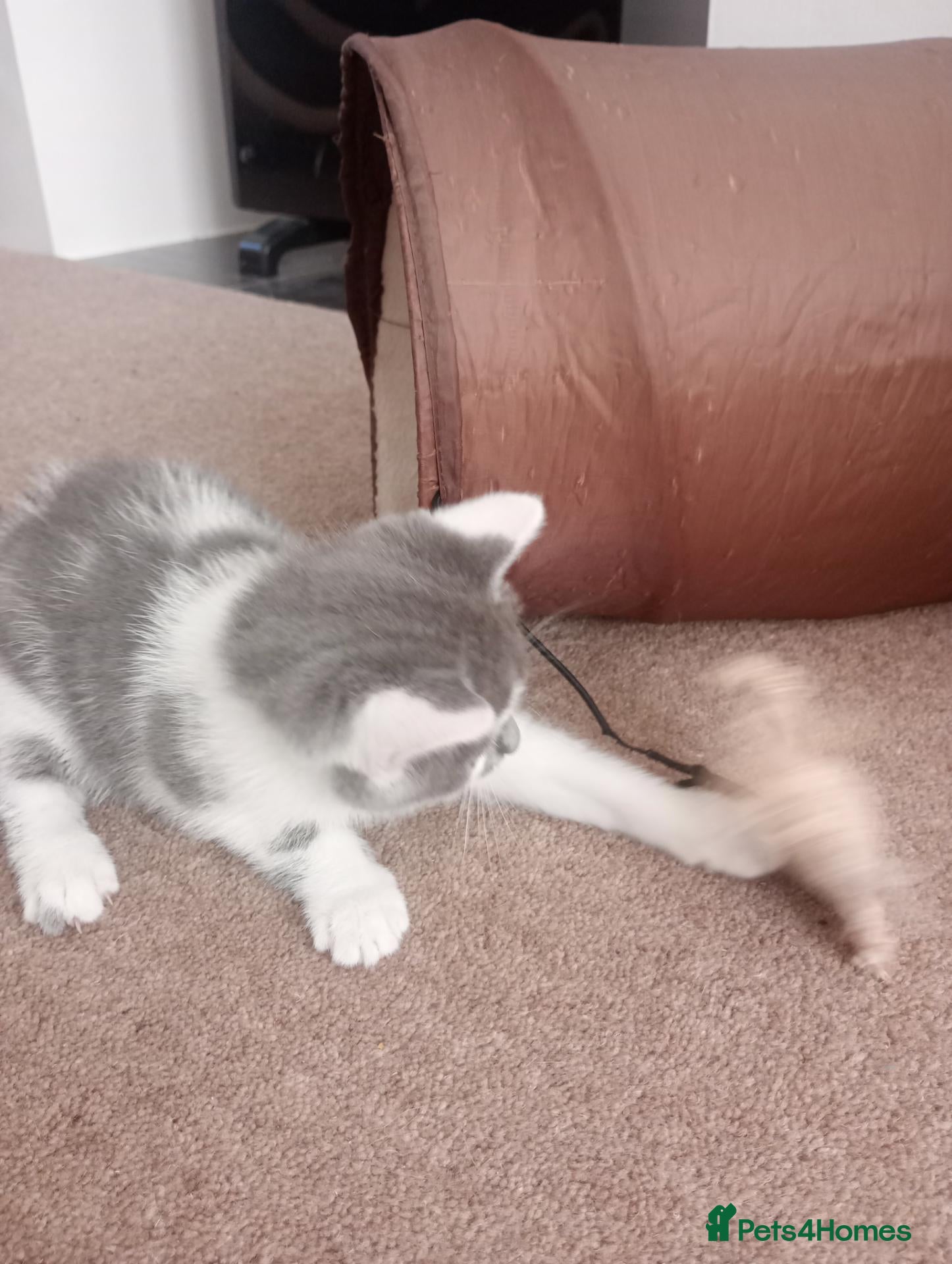 Mixed Breed cats British shorthair bicolour girl £50 for sale - Advert 1