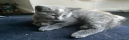 Mixed Breed cats for sale: Ragdoll x British shorthair  - Advert 21