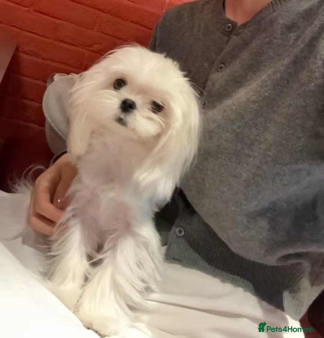 Maltese dogs for sale: UK 100% tinny Korean Maltese - Advert 1