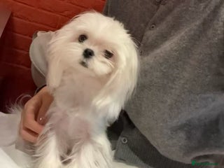 Maltese dogs UK 100% tinny Korean Maltese - Advert 1