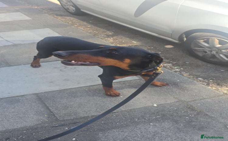 Dobermann dogs - Advert 1