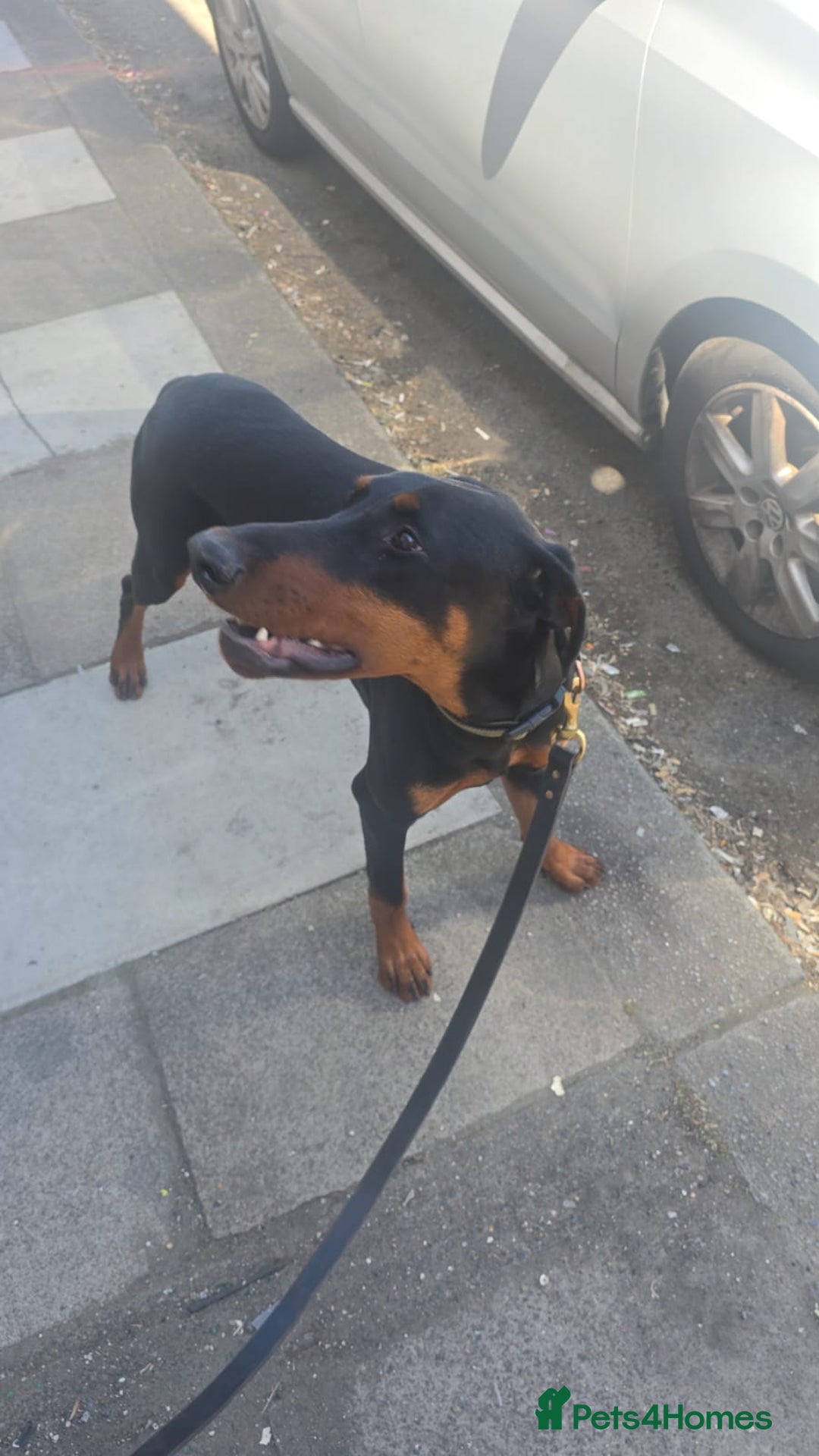 Dobermann dogs for sale: Doberman - Image 1
