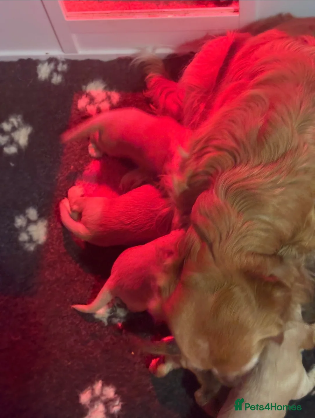 Mixed Breed dogs for sale: RARE MINIGOLDEN RETRIEVERS/DAKOTA SPORT RETRIEVERS - Advert 2