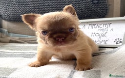 French Bulldog dogs for sale: Quality health tested/KC fluffy French bulldogs - Image 12