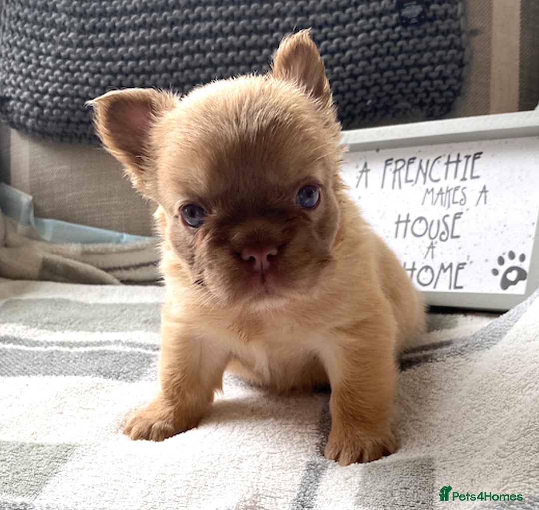 French Bulldog dogs for sale: Quality health tested/KC fluffy French bulldogs - Image 12