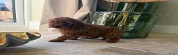 Cavapoo dogs for sale: DNA tested Dark red F1 cavapoo pups  - Advert 26