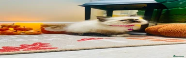 Ragdoll 1