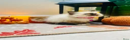 Ragdoll cats for sale: Pedigree ragdolls with docs and certificates - Advert 20