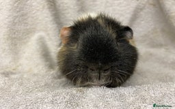 Guinea Pig rodents for sale: Various male teddy Guineapigs for sale  - Advert 11