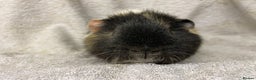 Guinea Pig rodents for sale: male teddy Guineapig for sale  - Advert 3
