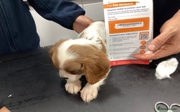 Cavalier King Charles Spaniel dogs for sale: King Charles cavalier spaniel - Image 9