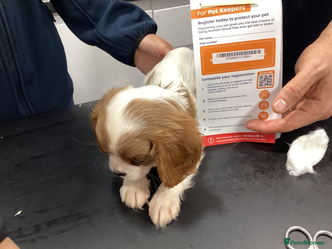 Cavalier King Charles Spaniel dogs for sale: King Charles cavalier spaniel - Image 9