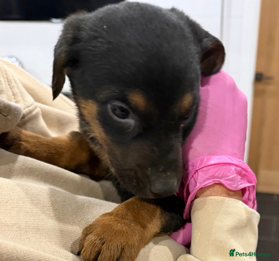 Mixed Breed dogs for sale: Doberman X puppies for sale  - Advert 25