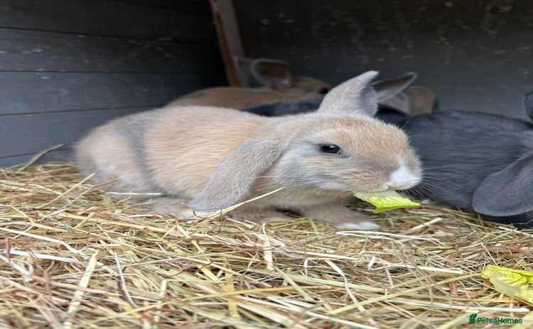 Mixed Breed rabbits - Advert 5