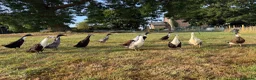 Ducks poultry for sale: Runner Ducks, various ages and prices  in Abergavenny - Advert 1