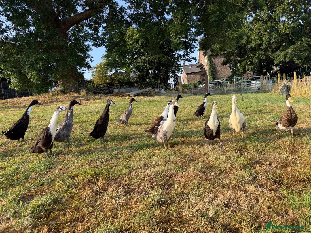 Ducks poultry for sale: Runner Ducks, various ages and prices  in Abergavenny - Advert 1