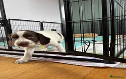 English Springer Spaniel dogs for sale: KENNEL CLUB Pedigree Springer Spaniel Puppies - Image 11