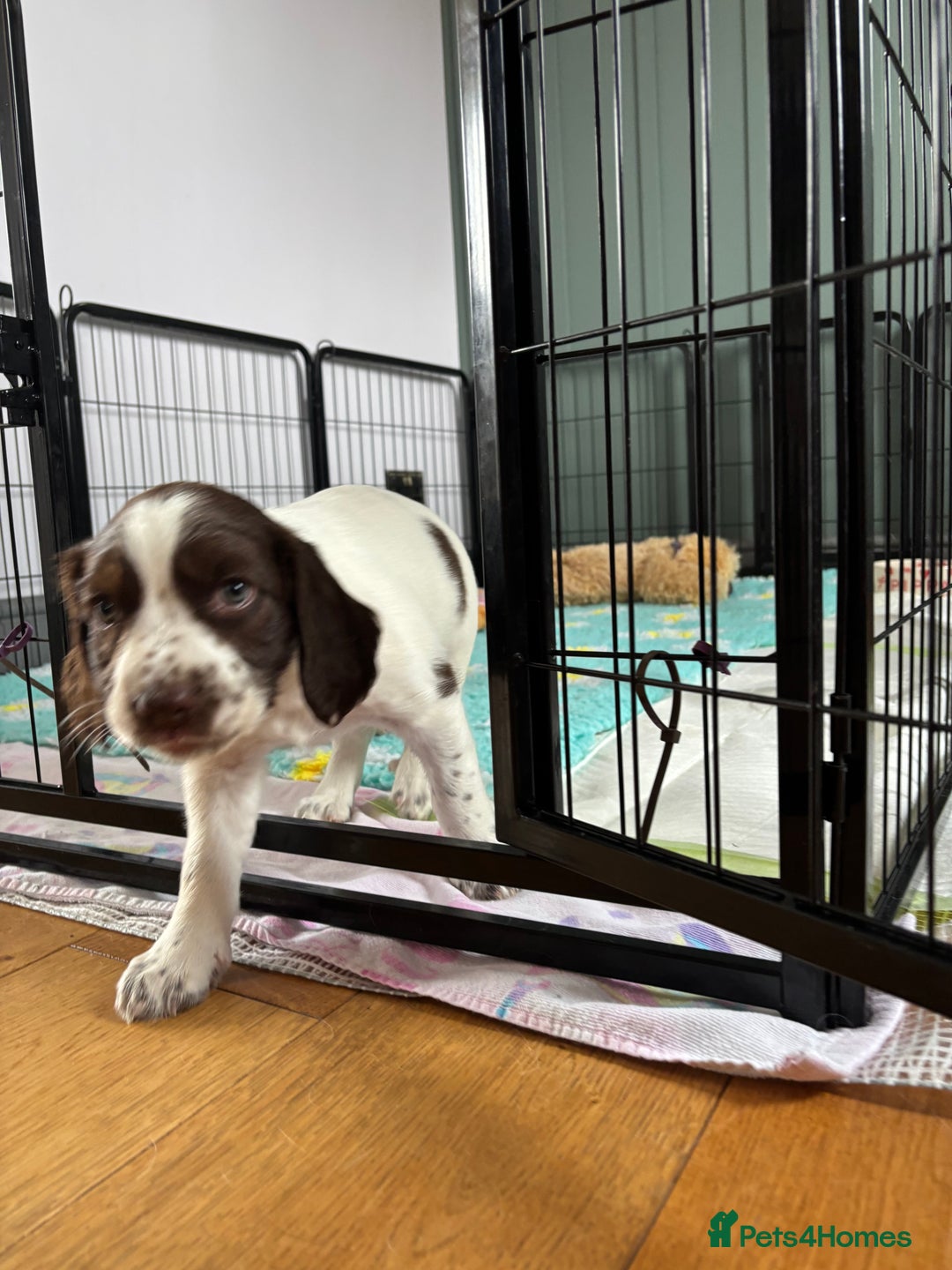 English Springer Spaniel dogs for sale: KENNEL CLUB Pedigree Springer Spaniel Puppies - Image 11