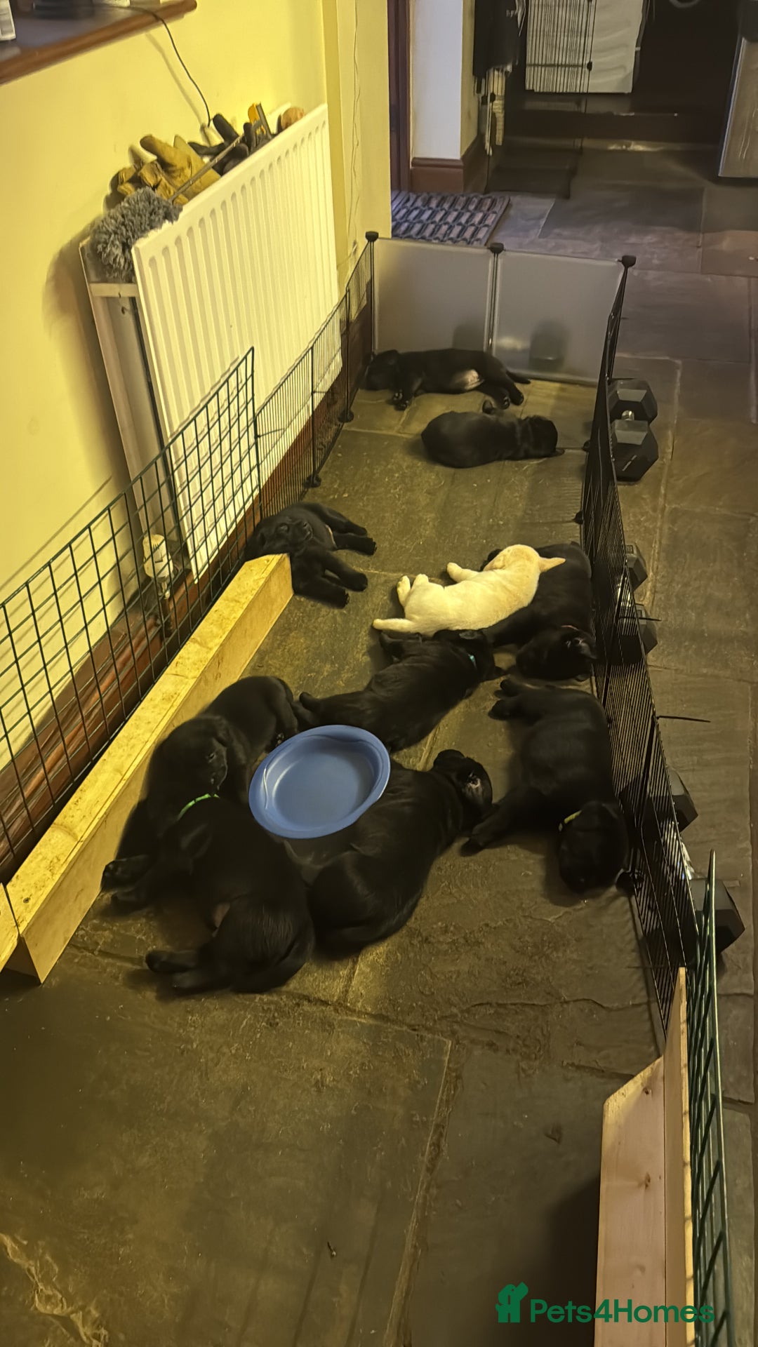 Labrador Retriever dogs for sale: Gorgeous Labrador Puppies - only 5 remaining!! - Image 11