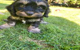 Cockapoo dogs for sale: F1 Cockapoo little girl,ready now. - Image 3