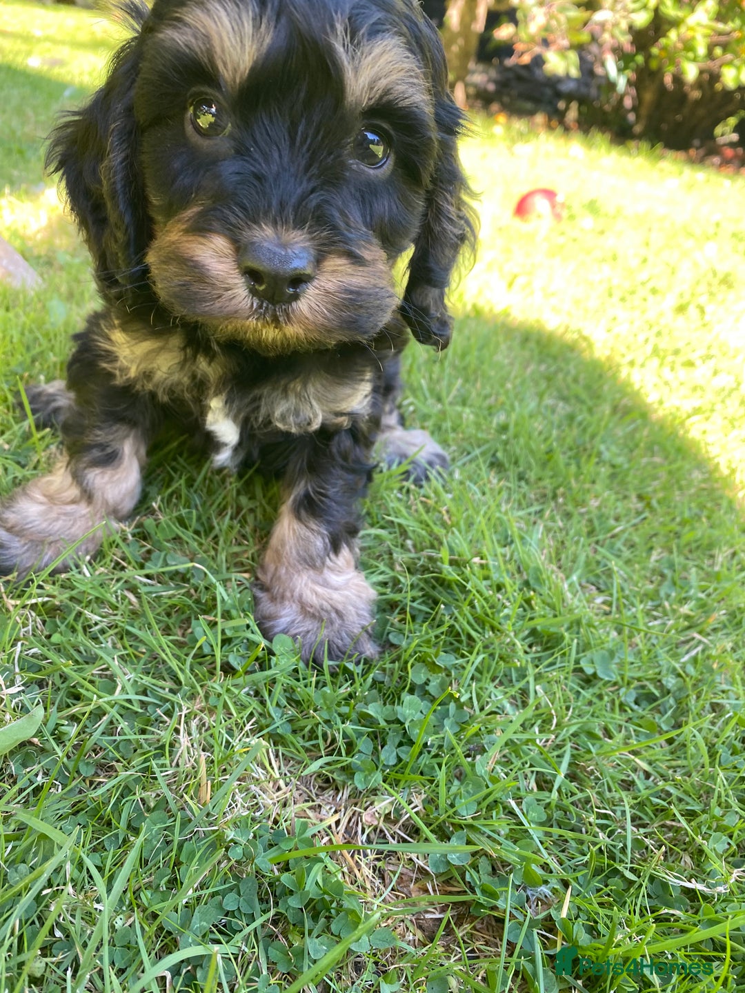 Cockapoo dogs for sale: F1 Cockapoo little girl,ready now. - Image 3