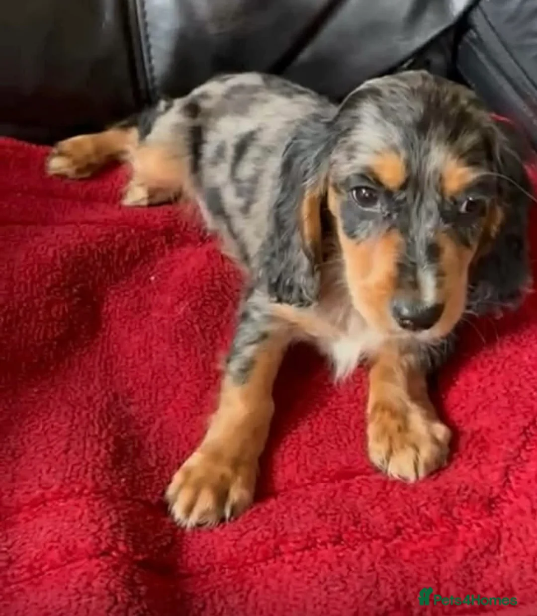 Cocker Spaniel dogs for sale: Male cocker spaniel - Advert 4