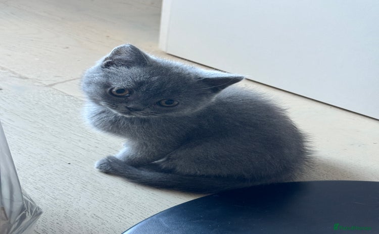 British Shorthair cats - Advert 2