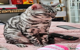 Bengal cats for sale: Sensational Silver Bengal boy requires new family  - Image 24
