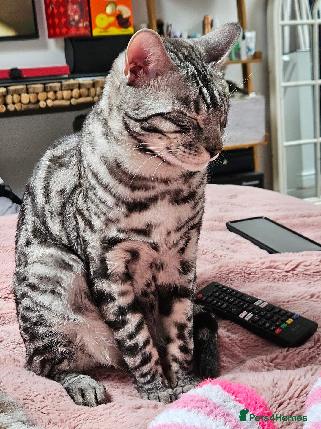 Bengal cats for sale: Sensational Silver Bengal boy requires new family  - Image 24