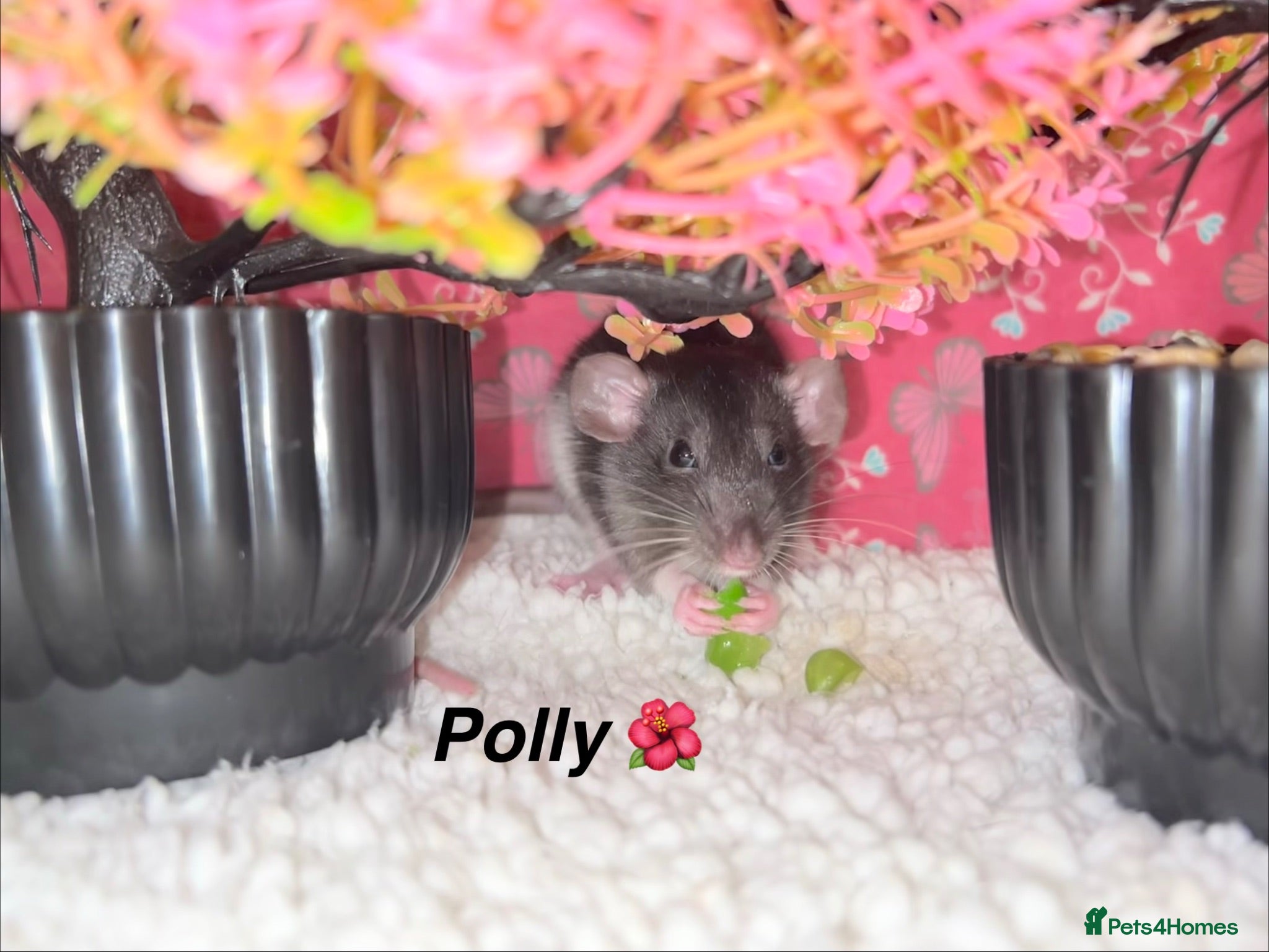 Rat rodents Beautiful baby rats  - Advert 1