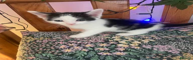 Male 2 white and black 