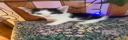 Domestic Shorthair cats for sale: Beautiful Litter of kittens 2xmales 2x females - Advert 8