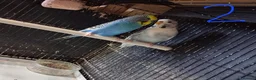 Budgerigars birds for sale: Budgies breeding pairs  - Advert 3