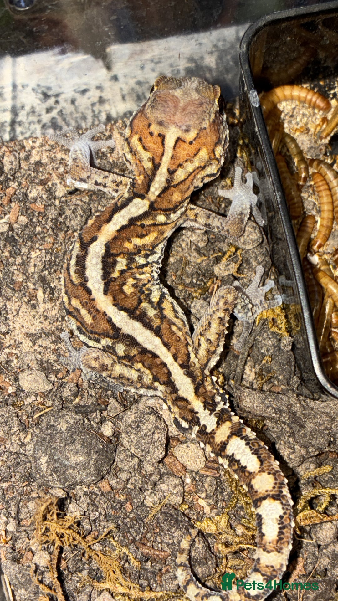 Gecko reptiles for sale: Juvenile Paroedura Pictus Geckos - Advert 4