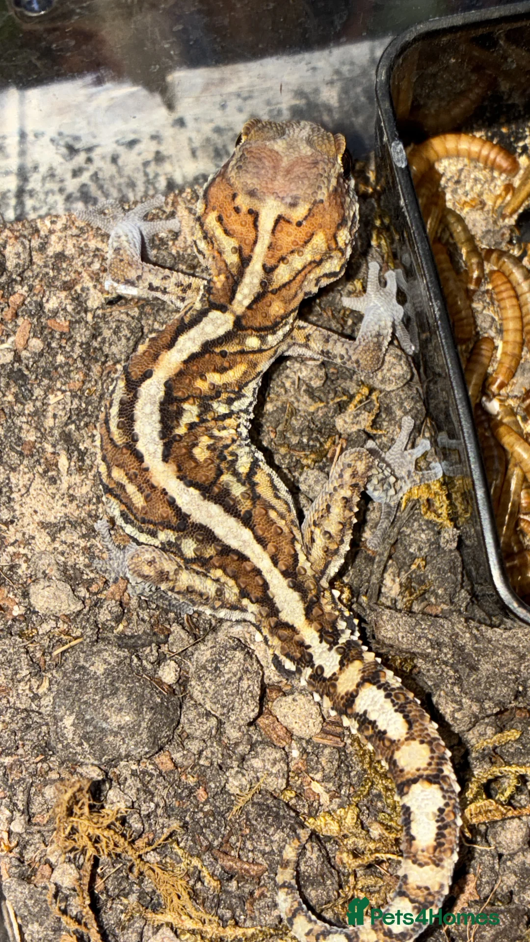 Gecko reptiles for sale: Juvenile Paroedura Pictus Geckos - Advert 4